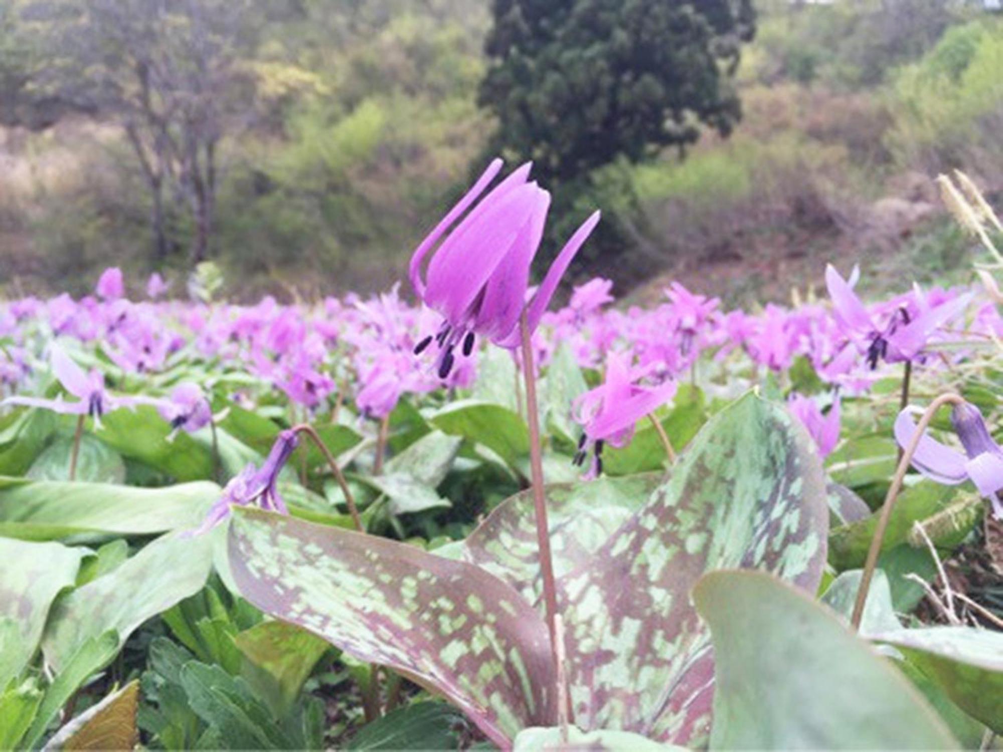 Pension Come Minamiuonuma ภายนอก รูปภาพ